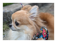 お客様から送っていただいたワンちゃん＆ネコちゃんの写真とToto&Palのモデルたち