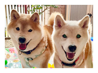 お客様から送っていただいたワンちゃん＆ネコちゃんの写真とToto&Palのモデルたち
