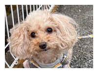 お客様から送っていただいたワンちゃん＆ネコちゃんの写真とToto&Palのモデルたち