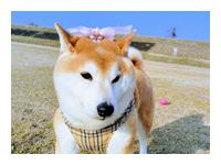 お客様から送っていただいたワンちゃん＆ネコちゃんの写真とToto&Palのモデルたち