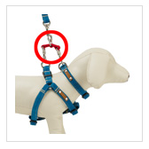 犬のリードに付けた反射テープが光っている