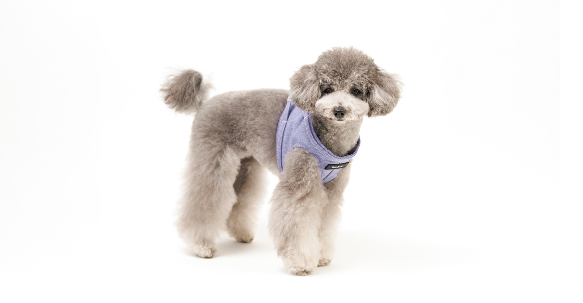 当社製品着用のモデル犬