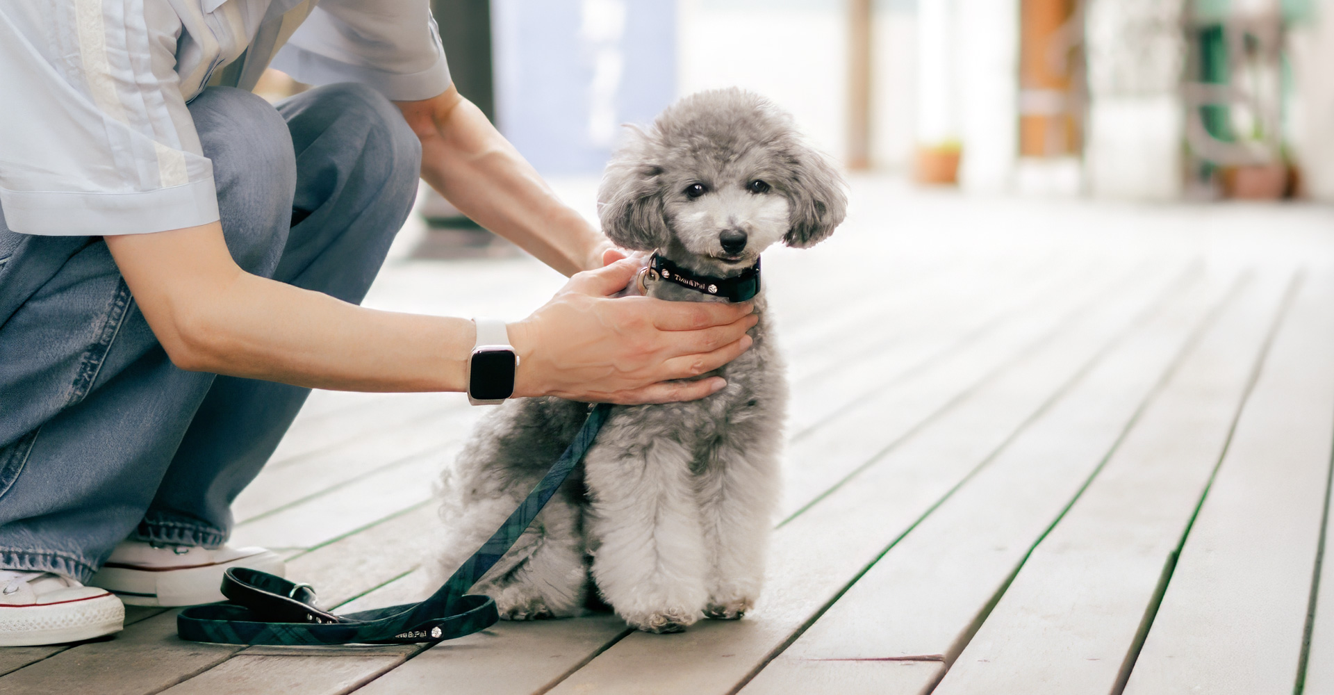 当社製品着用のモデル犬