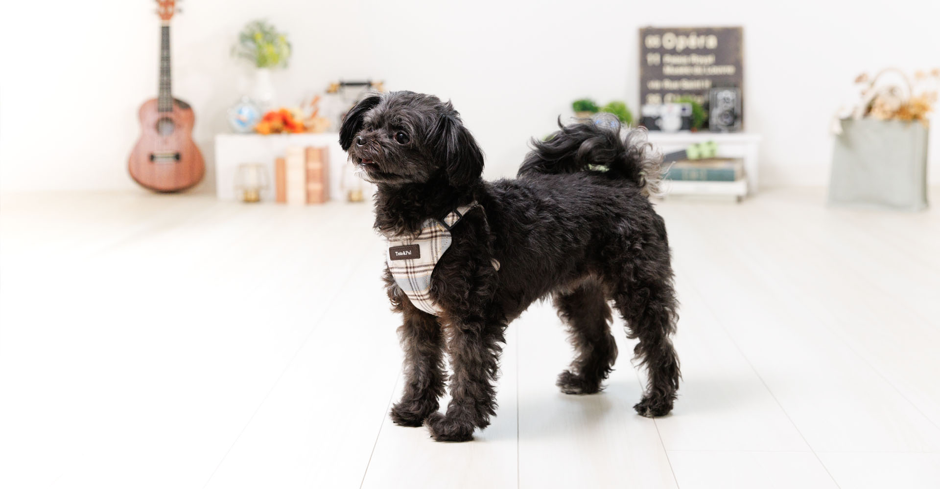当社製品着用のモデル犬