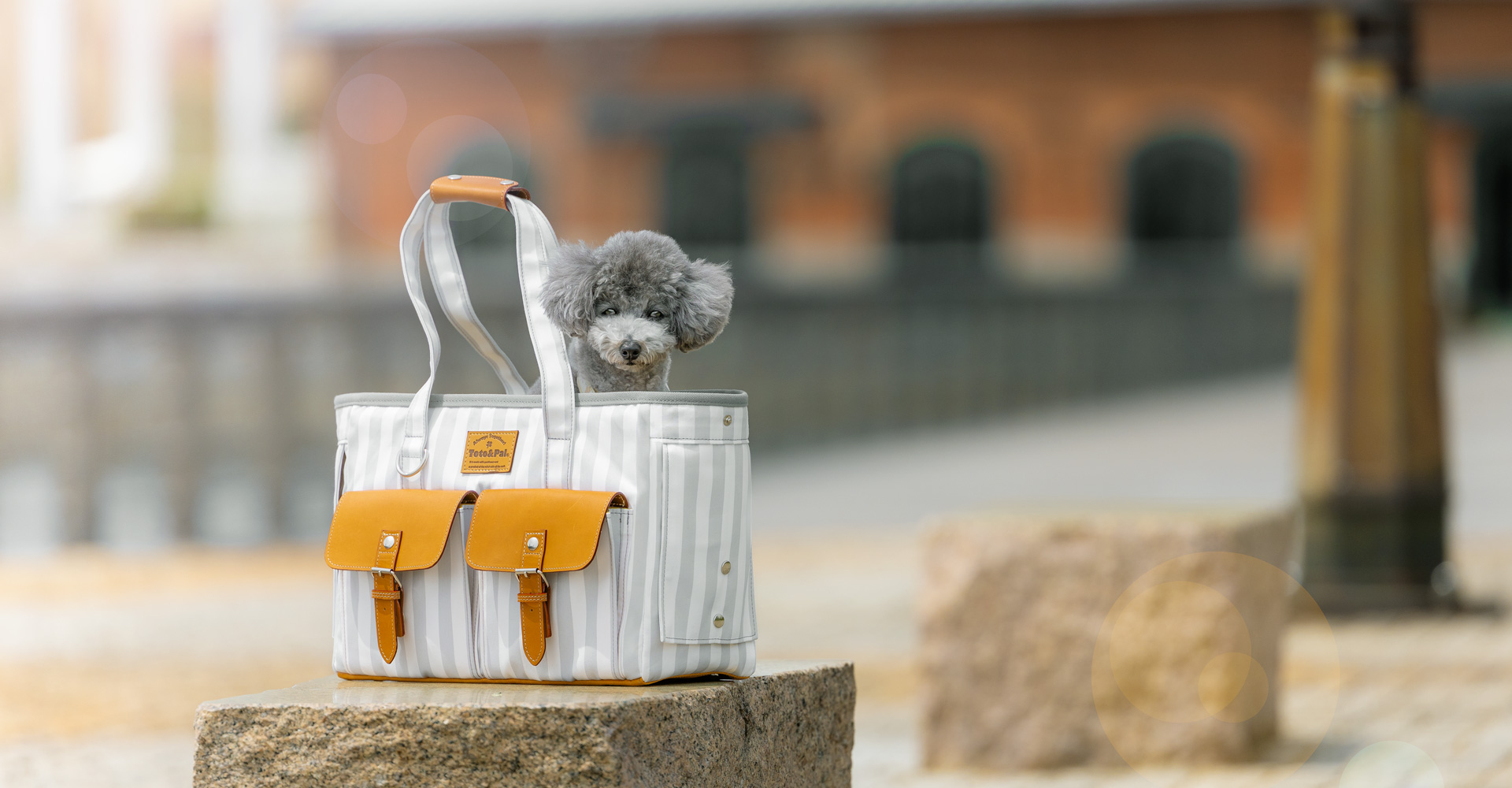 当社製品着用のモデル犬