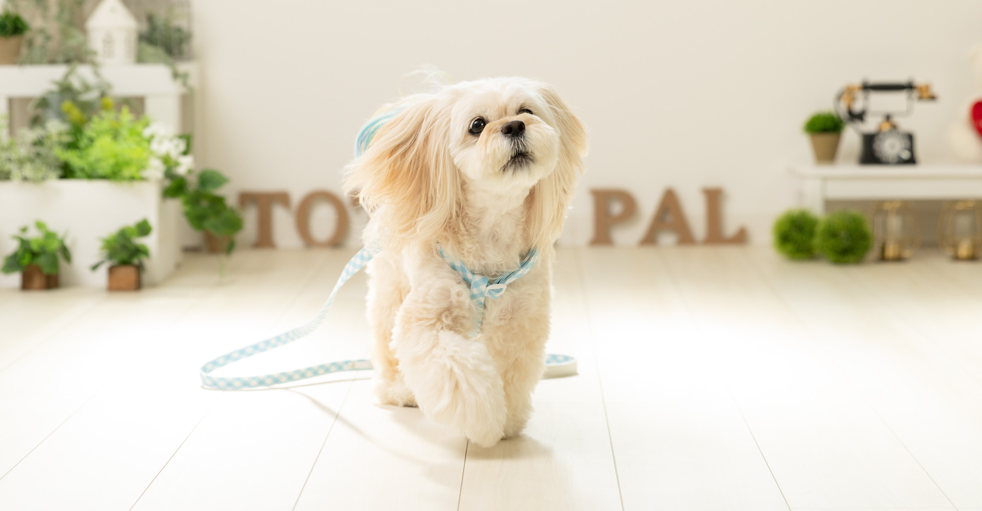 当社製品着用のモデル犬