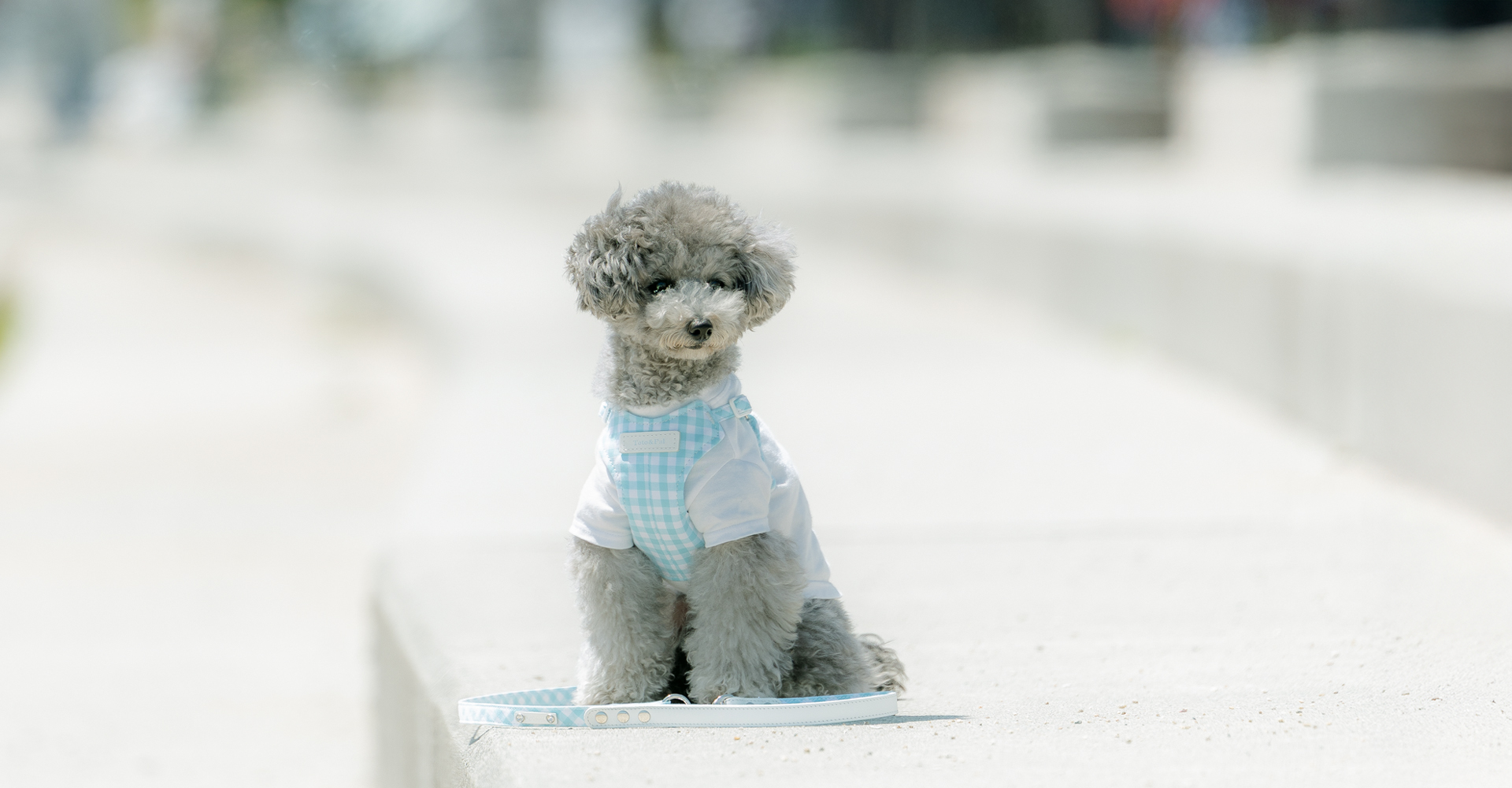 当社製品着用のモデル犬
