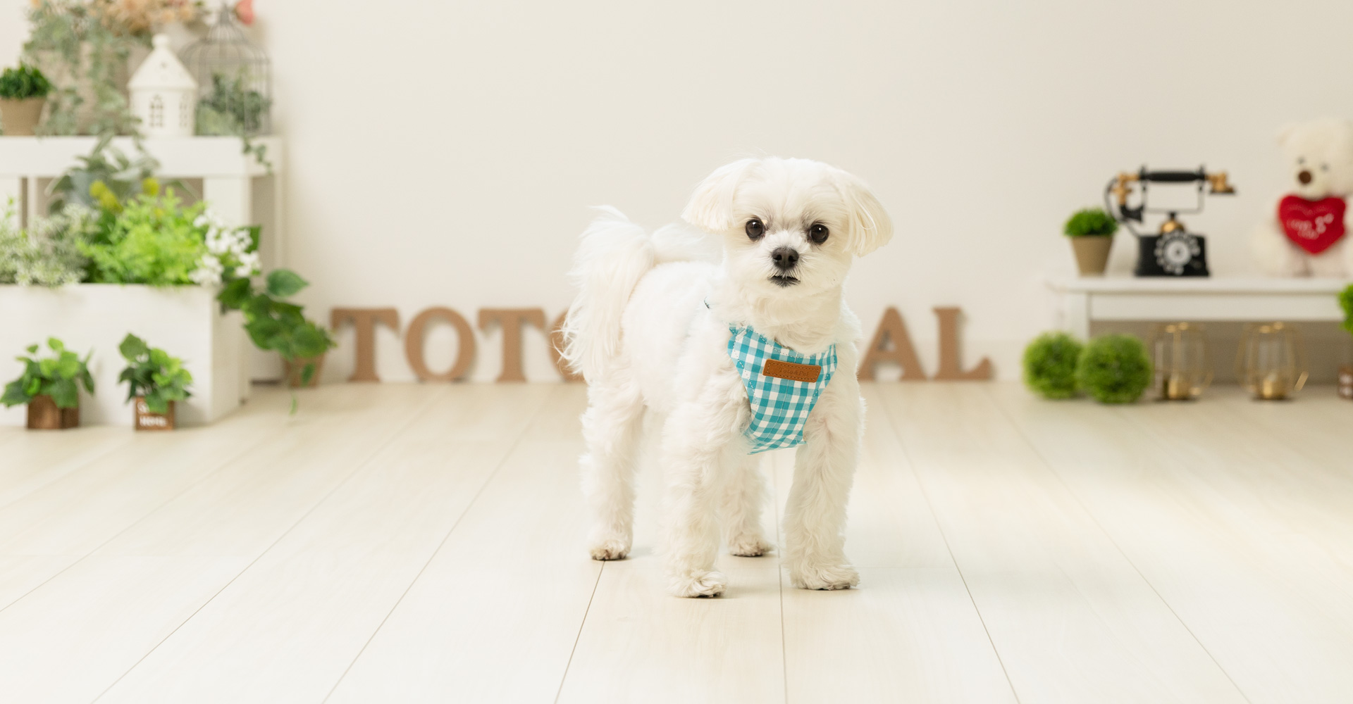 当社製品着用のモデル犬