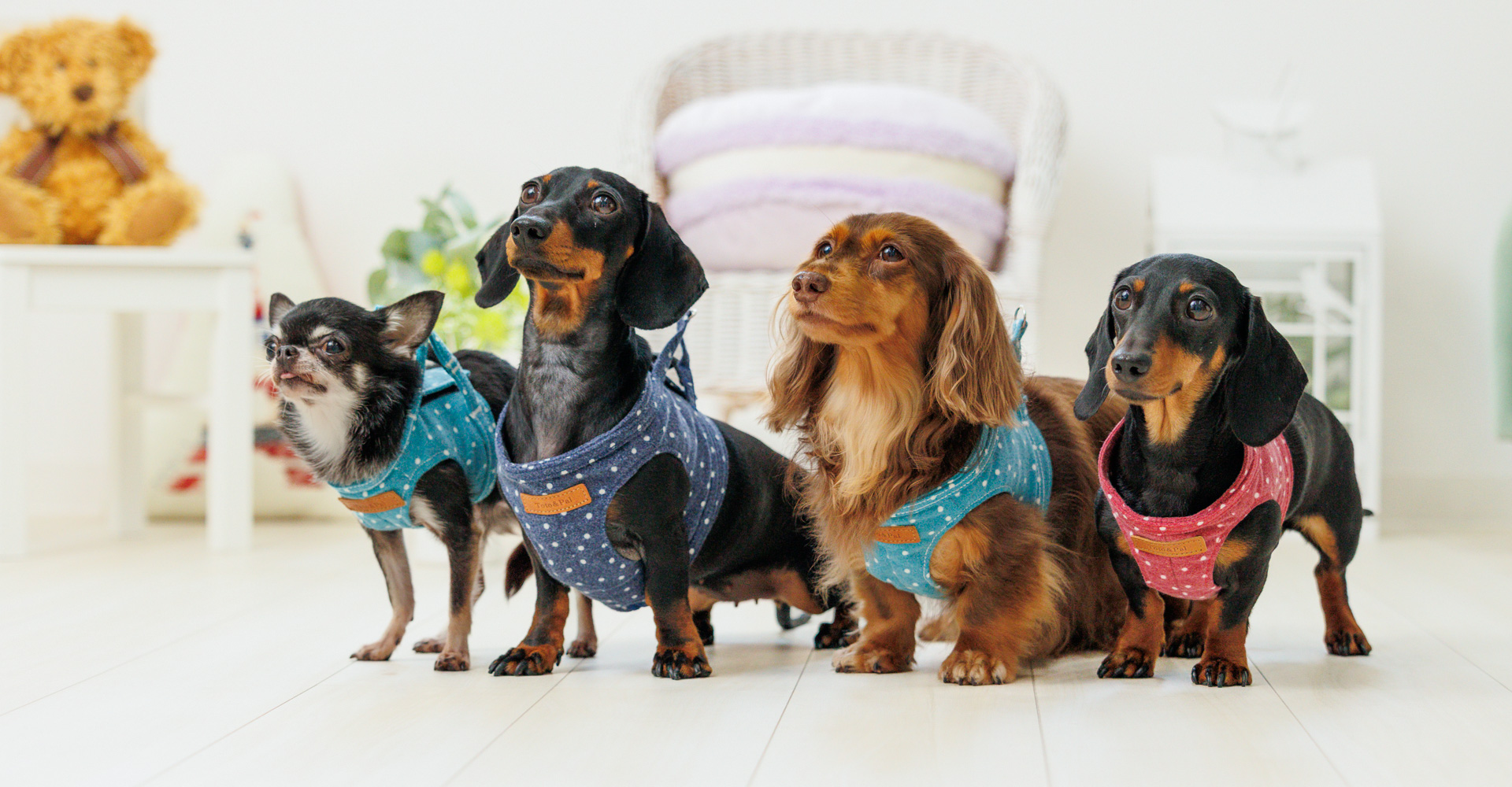 当社製品着用のモデル犬