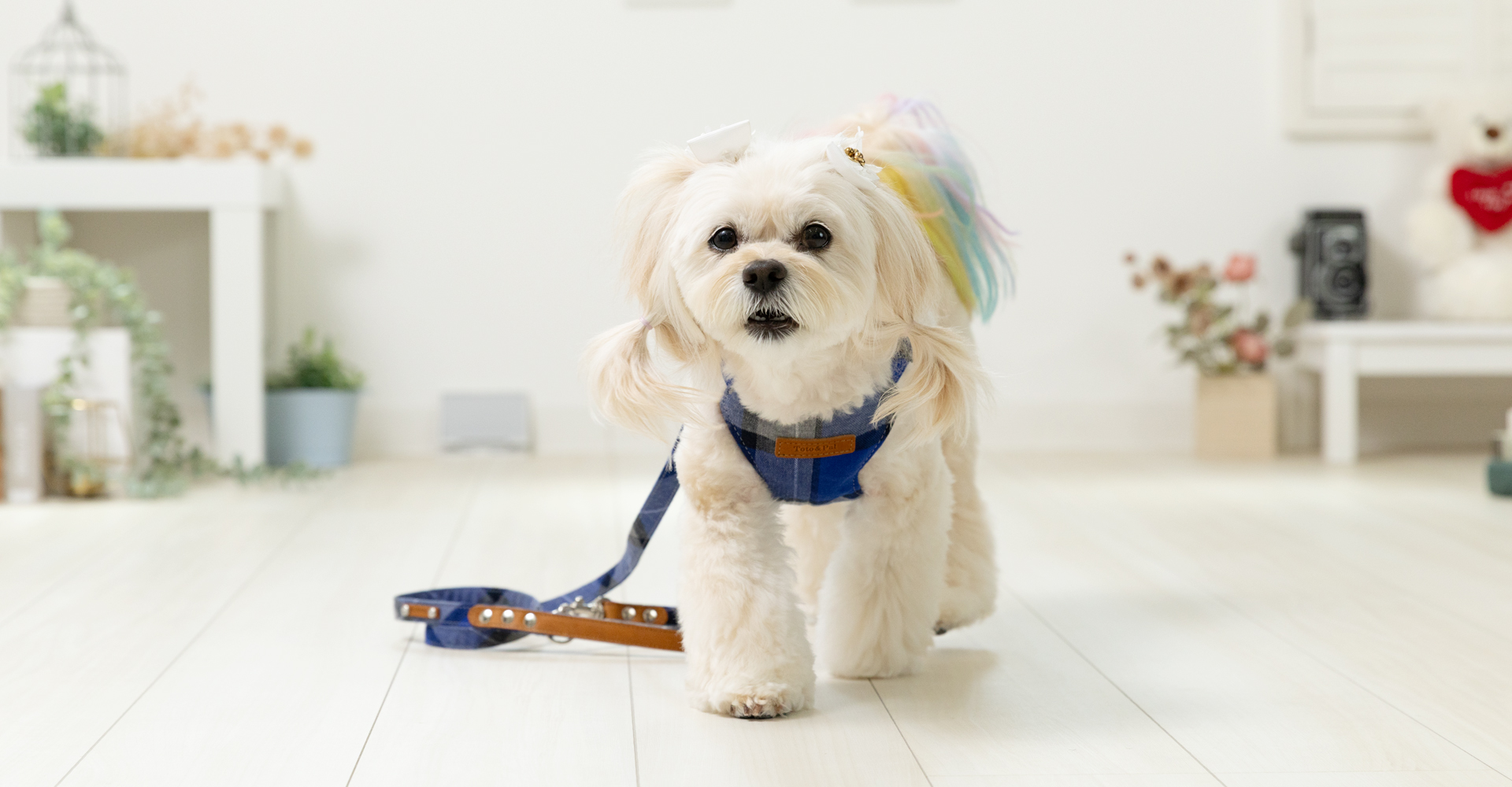 当社製品着用のモデル犬