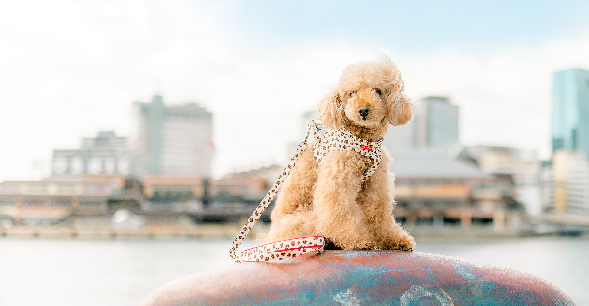 当社製品着用のモデル犬