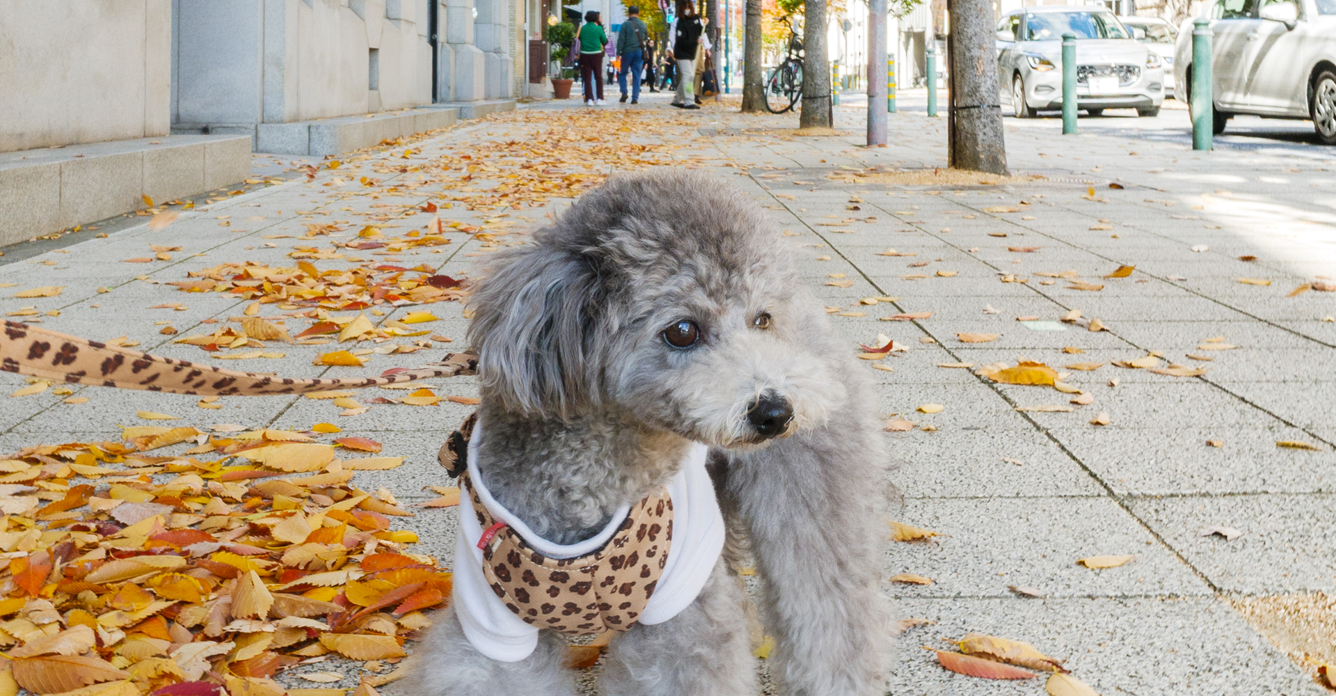 当社製品着用のモデル犬