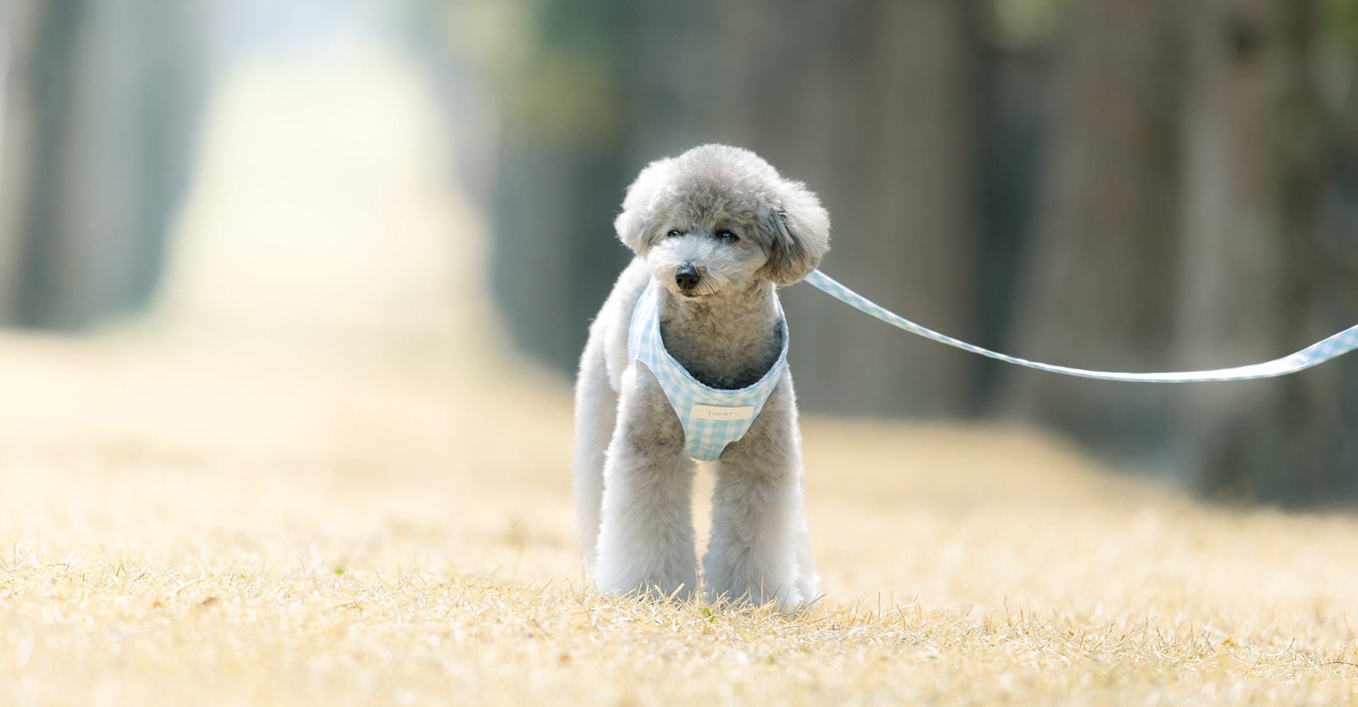 当社製品着用のモデル犬