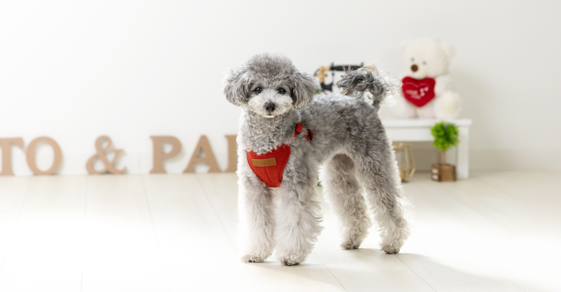 当社製品着用のモデル犬