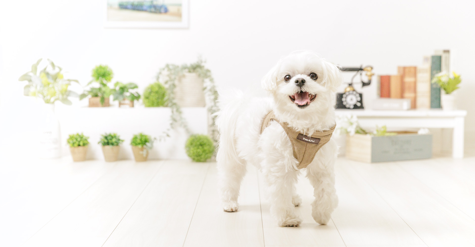 当社製品着用のモデル犬